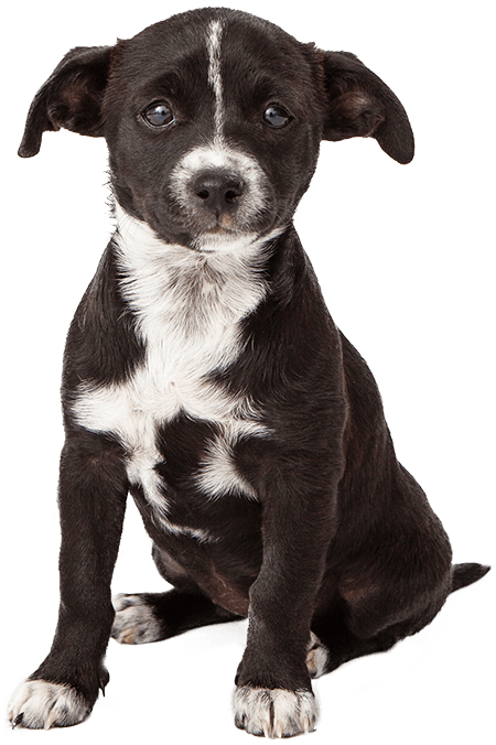 Surullinen koiranpentu